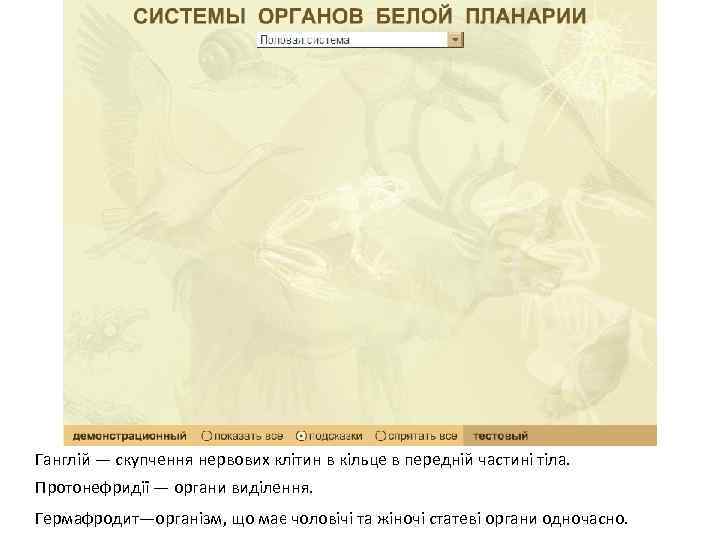 Ганглій — скупчення нервових клітин в кільце в передній частині тіла. Протонефридії — органи