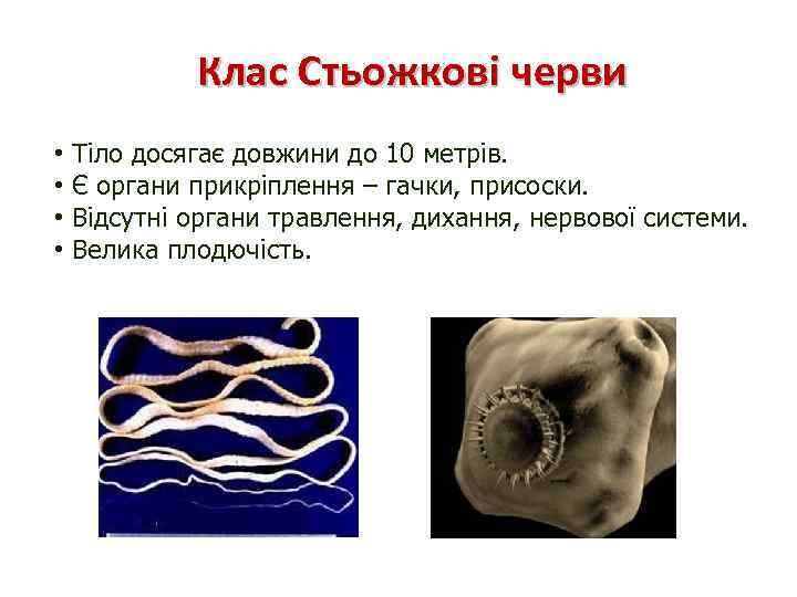Клас Стьожкові черви • • Тіло досягає довжини до 10 метрів. Є органи прикріплення