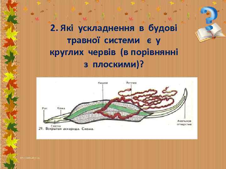 2. Які ускладнення в будові травної системи є у круглих червів (в порівнянні з