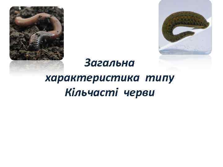Загальна характеристика типу Кільчасті черви 