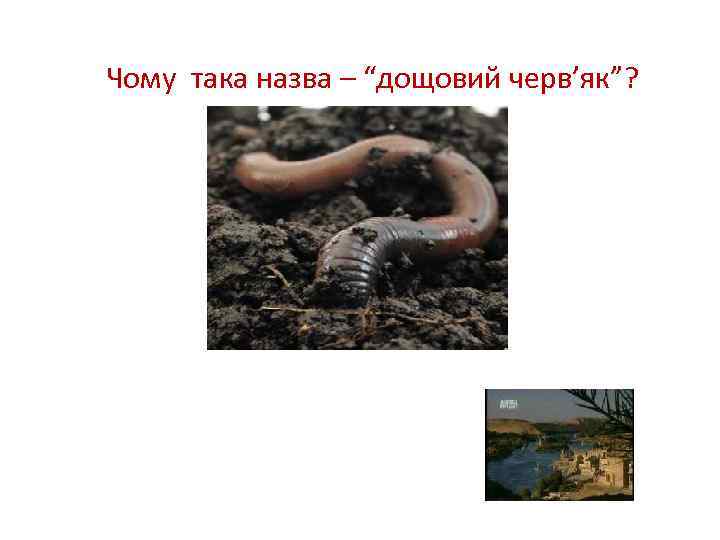 Чому така назва – “дощовий черв’як”? 