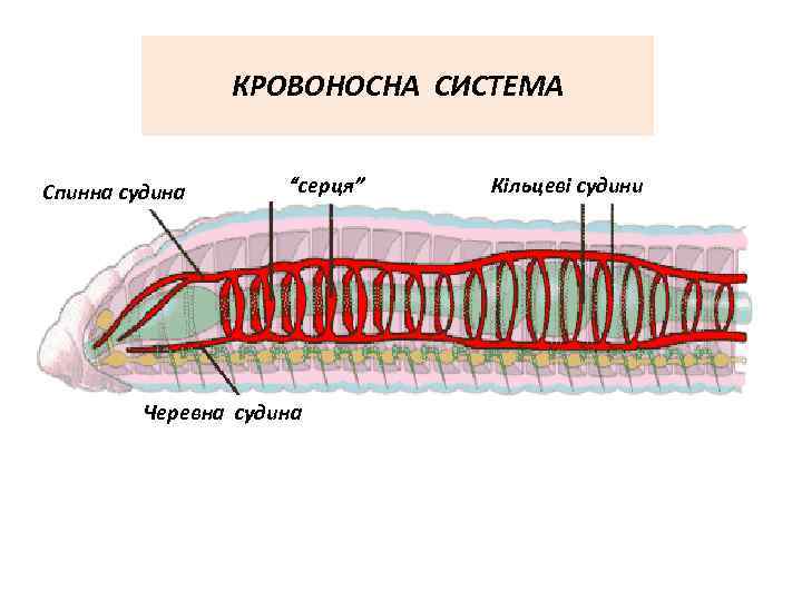 КРОВОНОСНА СИСТЕМА Спинна судина “серця” Черевна судина Кільцеві судини 