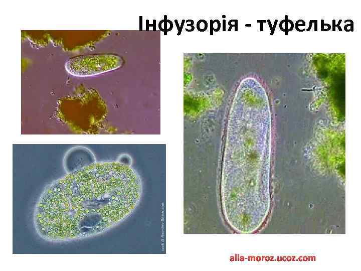 Інфузорія - туфелька alla-moroz. ucoz. com 