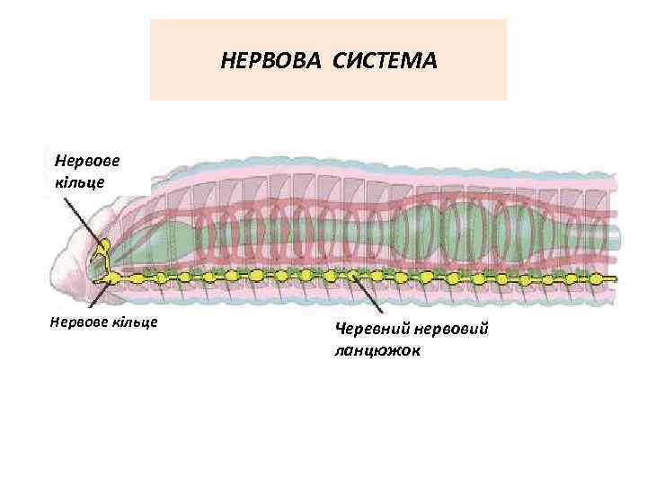 НЕРВОВА СИСТЕМА Нервове кільце Черевний нервовий ланцюжок 