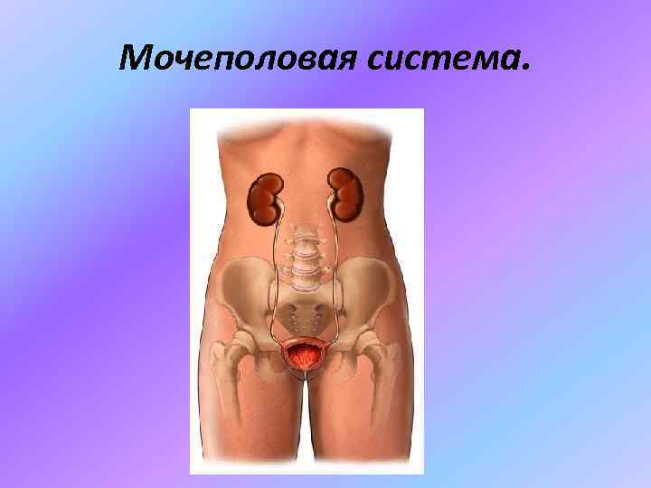 Строение мочеполовой системы у женщин с фото