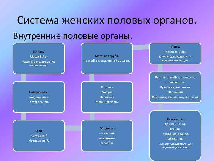 Система женских половых органов. Внутренние половые органы. Яичник. Масса 5 -8 гр. Развитие и