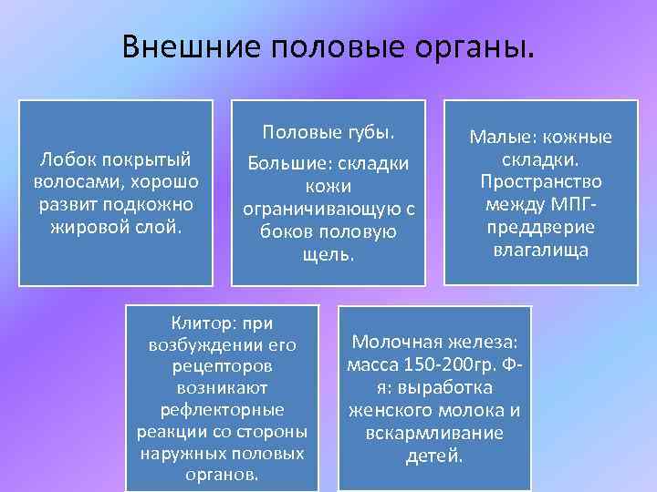 Внешние половые органы. Лобок покрытый волосами, хорошо развит подкожно жировой слой. Половые губы. Большие: