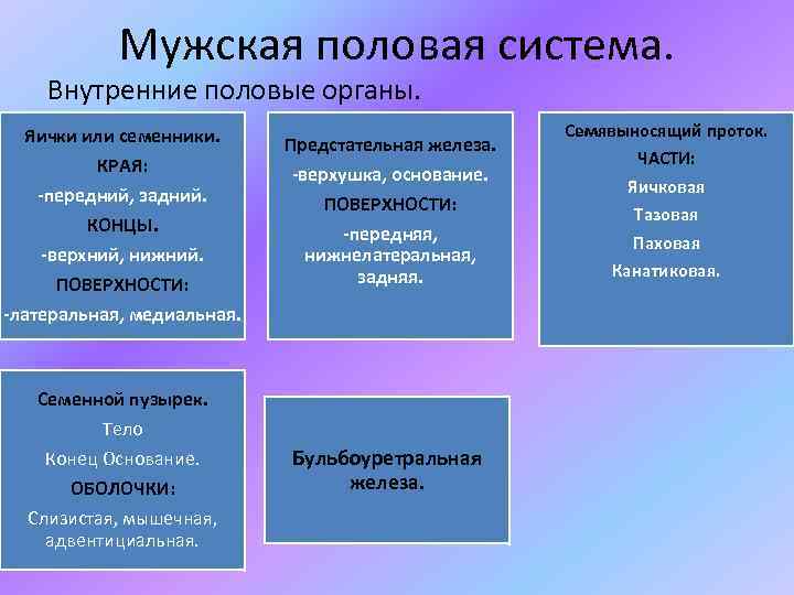 Мужская половая система. Внутренние половые органы. Яички или семенники. КРАЯ: -передний, задний. КОНЦЫ. -верхний,