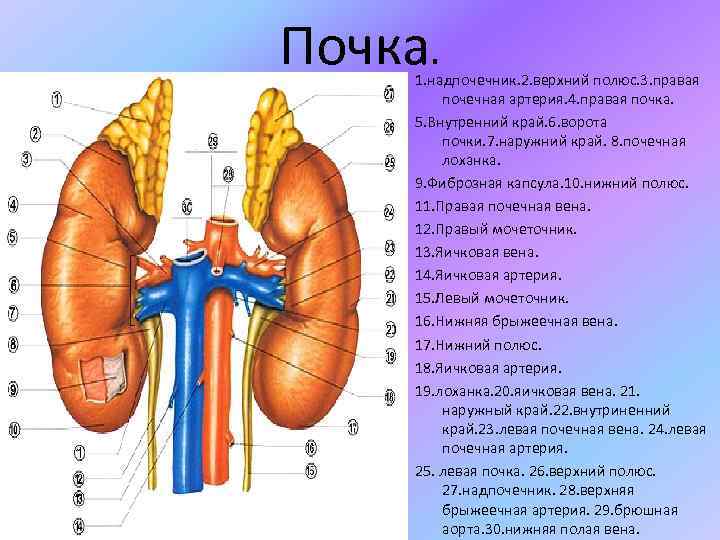 Почка. 1. надпочечник. 2. верхний полюс. 3. правая почечная артерия. 4. правая почка. 5.