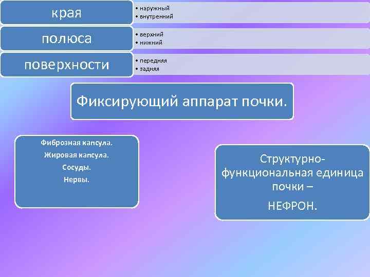 края • наружный • внутренний полюса • верхний • нижний поверхности • передняя •