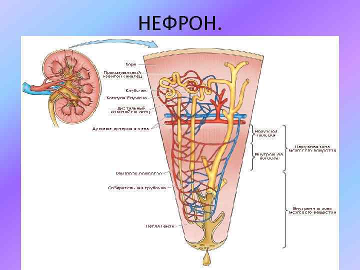 НЕФРОН. 