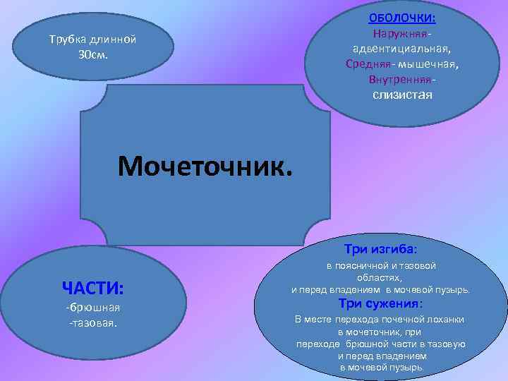 ОБОЛОЧКИ: Наружняяадвентициальная, Средняя- мышечная, Внутренняяслизистая Трубка длинной 30 см. Мочеточник. Три изгиба: ЧАСТИ: -брюшная