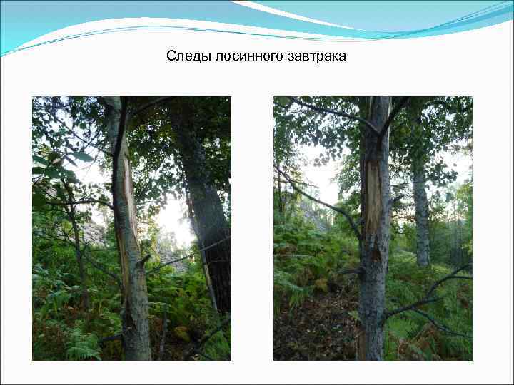 Следы лосинного завтрака 