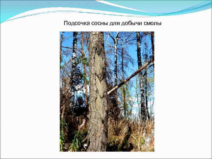 Подсочка сосны для добычи смолы 