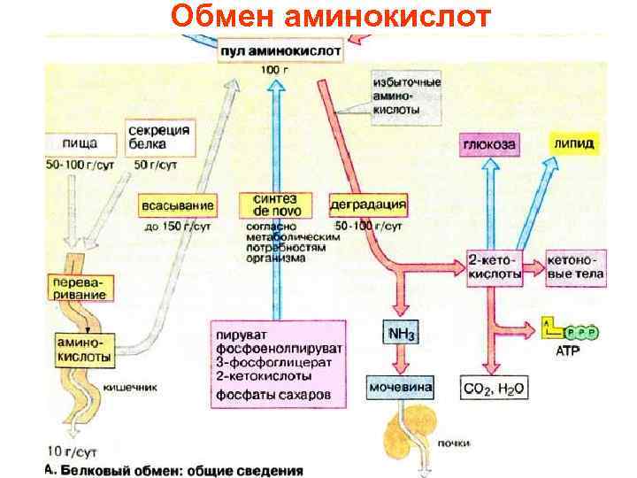 Биосинтез аминокислот и белков. Общая схема метаболизма аминокислот. Обмен аминокислот биохимия схема. Общие пути обмена аминокислот биохимия. Метаболизм аминокислот схема.