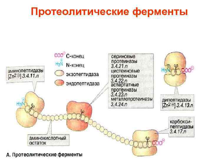 Синтез белков ферментов