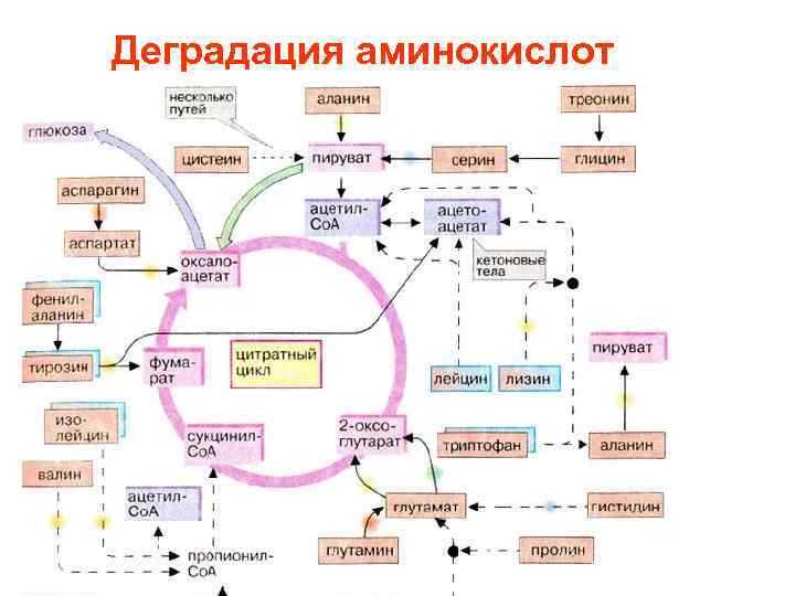 Место синтеза аминокислот