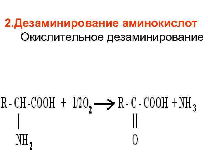 Ферменты дезаминирования. Продукты восстановительного дезаминирования аминокислот. Реакция окислительного дезаминирования глутаминовой кислоты. Общая схема дезаминирования аминокислот. Дезаминирование α-аминокислот.