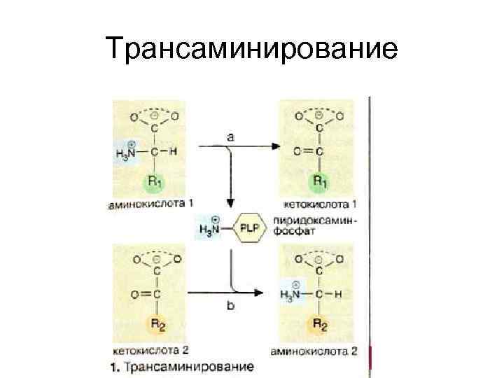 Технологическая карта аминокислоты