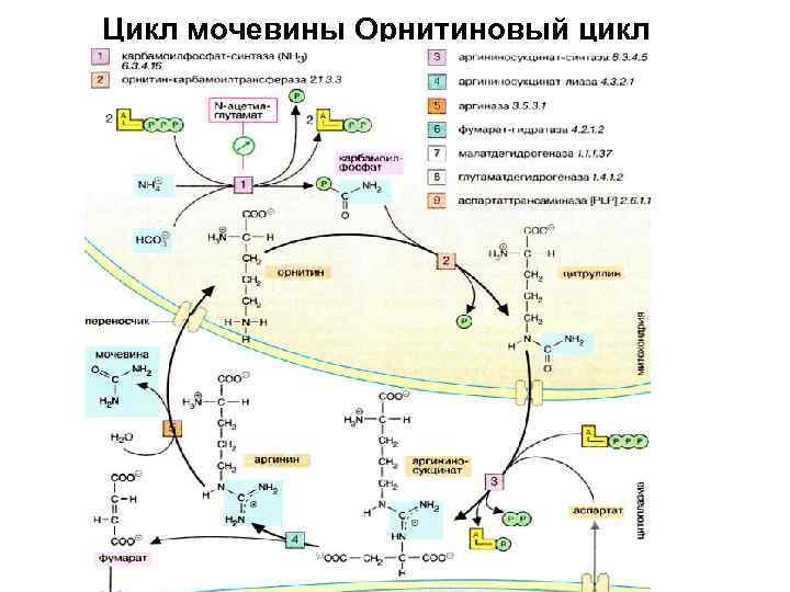 Цикл синтеза. Орнитиновый цикл синтеза мочевины. Схема орнитинового цикла синтеза мочевины. Схема синтеза мочевины орнитиновый цикл. Схема орнитинового цикла биохимия.