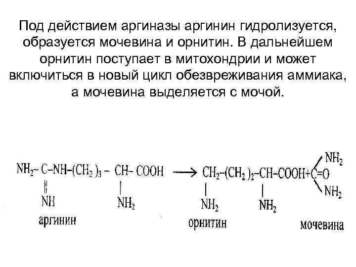 Орнитин аминокислота. Синтез аргинина из орнитина. Образование орнитина из аргинина. Аргинин биохимия.