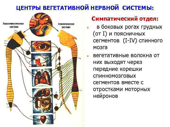 ЦЕНТРЫ ВЕГЕТАТИВНОЙ НЕРВНОЙ СИСТЕМЫ: n n Симпатический отдел: в боковых рогах грудных (от I)