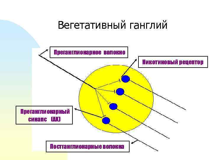 Вегетативный ганглий Преганглионарное волокно Никотиновый рецептор Преганглионарный синапс (АХ) Постганглионарные волокна 