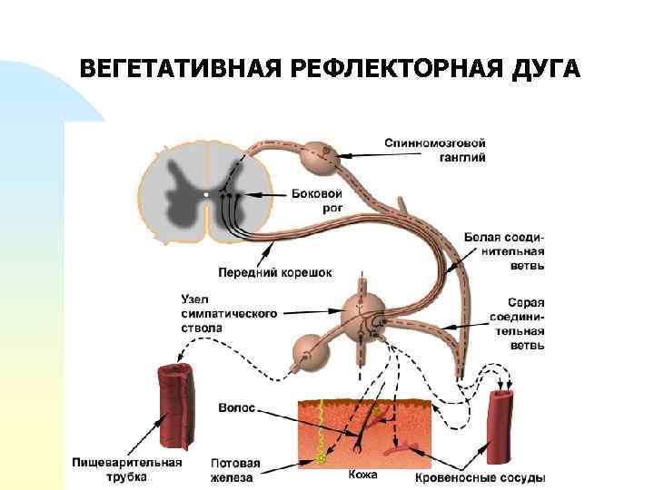 ВЕГЕТАТИВНАЯ РЕФЛЕКТОРНАЯ ДУГА 