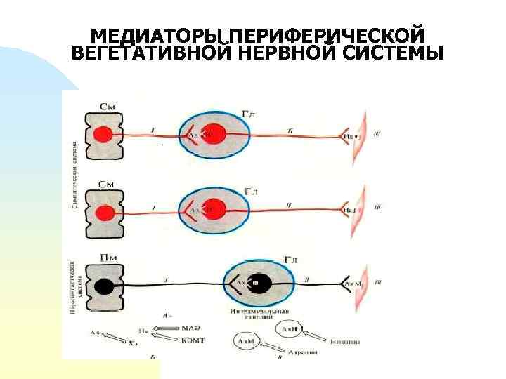 МЕДИАТОРЫ ПЕРИФЕРИЧЕСКОЙ ВЕГЕТАТИВНОЙ НЕРВНОЙ СИСТЕМЫ 