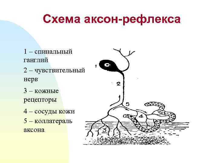 Схема аксон-рефлекса 1 – спинальный ганглий 2 – чувствительный нерв 3 – кожные рецепторы