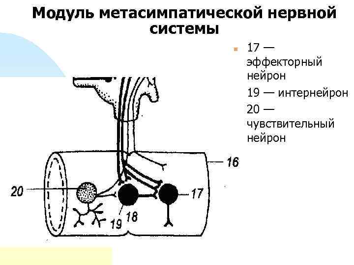 Модуль метасимпатической нервной системы n n n 17 — эффекторный нейрон 19 — интернейрон