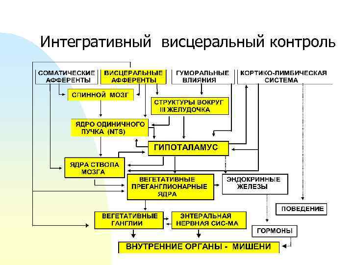 Интегративный висцеральный контроль 