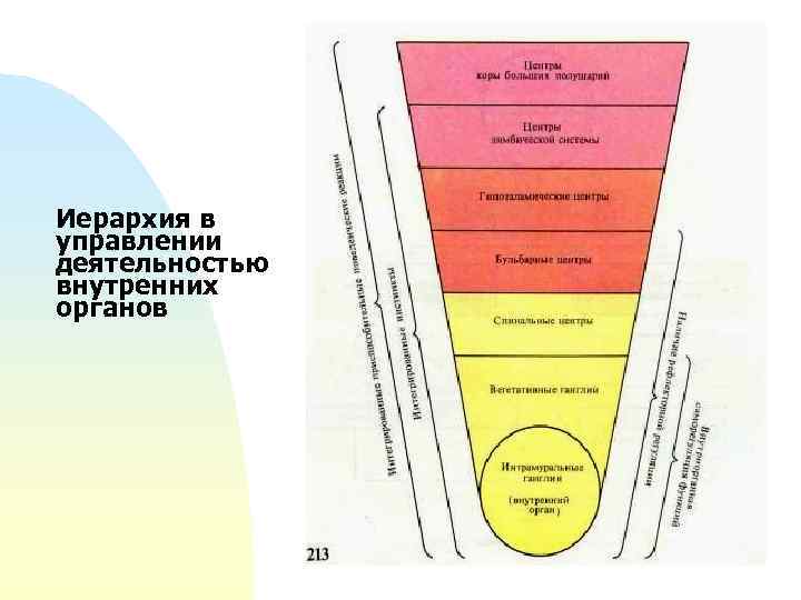 Иерархия в управлении деятельностью внутренних органов 