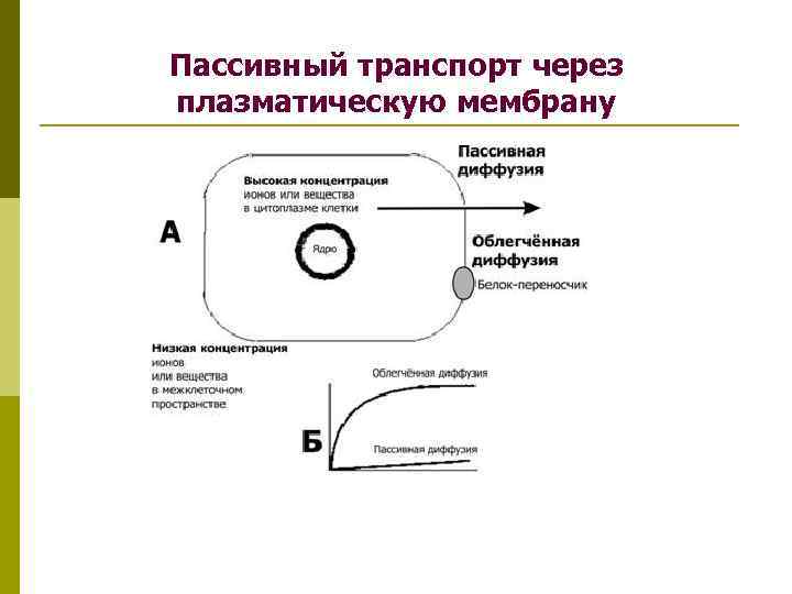 Пассивный транспорт через плазматическую мембрану 