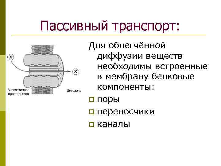 Пассивный транспорт: Для облегчённой диффузии веществ необходимы встроенные в мембрану белковые компоненты: p поры