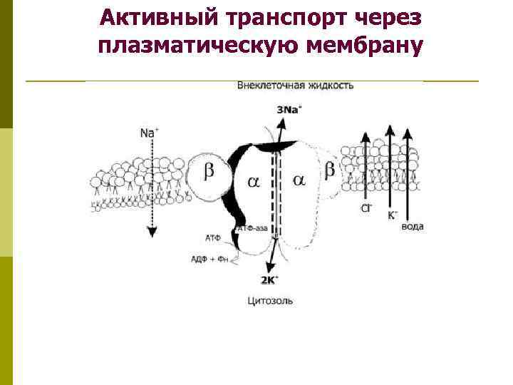 Активный транспорт через мембрану. Механизмы транспорта веществ через плазматическую мембрану. Активный транспорт веществ через плазматическую мембрану. Активного транспорта веществ через плазматическую мембрану клетки.. Активный ионный транспорт через клеточные мембраны.