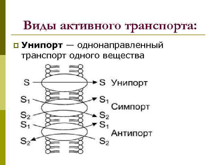 Виды активного транспорта: p Унипорт — однонаправленный транспорт одного вещества 