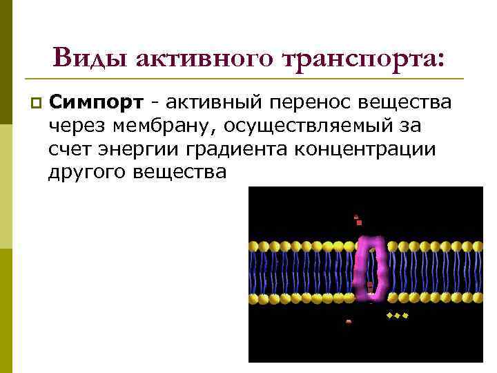 Виды активного транспорта: p Симпорт - активный перенос вещества через мембрану, осуществляемый за счет