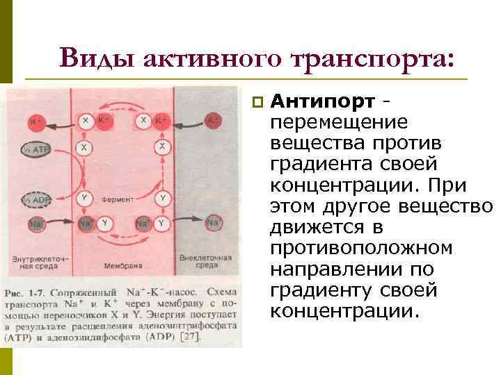 Виды активного транспорта: p Антипорт - перемещение вещества против градиента своей концентрации. При этом