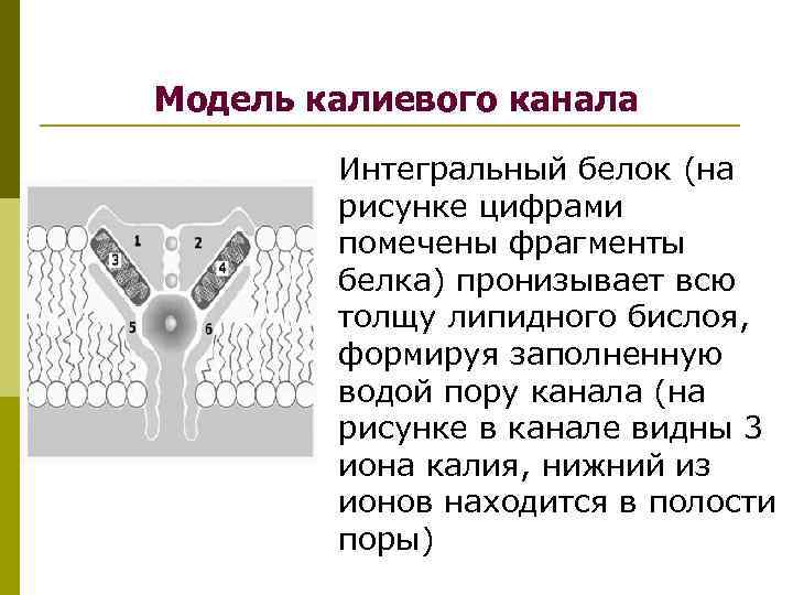 Модель калиевого канала Интегральный белок (на рисунке цифрами помечены фрагменты белка) пронизывает всю толщу