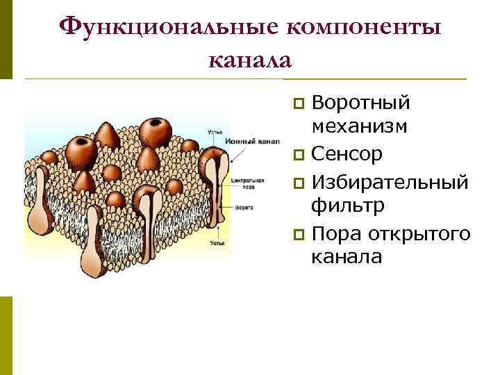 Функциональные компоненты канала Воротный механизм p Сенсор p Избирательный фильтр p Пора открытого канала