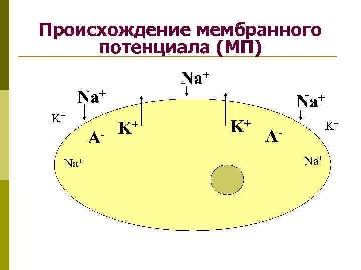 Происхождение мембранного потенциала (МП) Na+ K+ ANa+ K+ K+ K+ ANa+ 