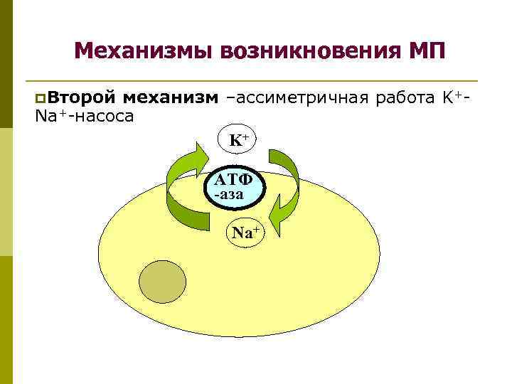 Механизмы возникновения МП p. Второй механизм –ассиметричная работа K+Na+-насоса K+ АТФ -аза Na+ 