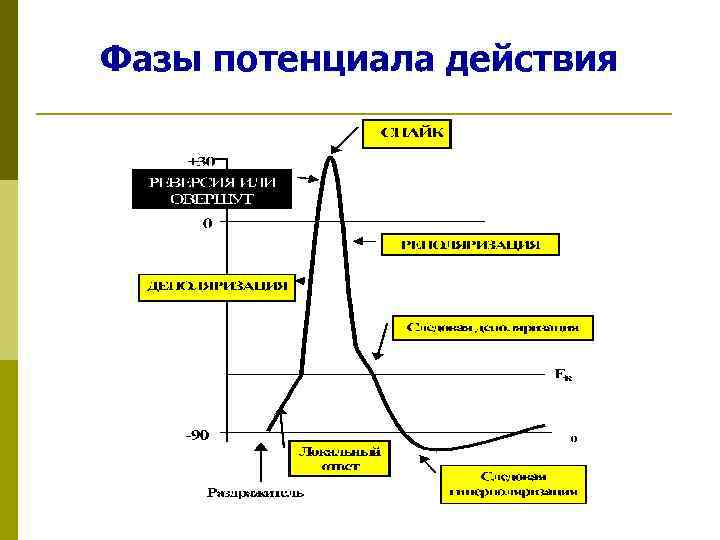 Потенциал действия схема