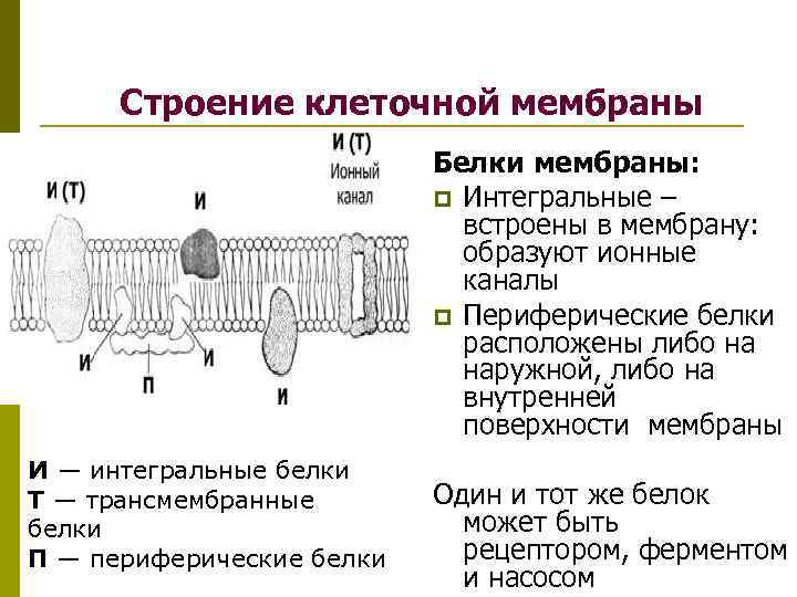 Белки мембраны клетки. Строение мембраны физиология. Строение клеточной мембраны физиология. Мембрана строение и функции. Белки мембраны схема.