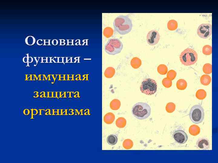 Основная функция – иммунная защита организма 