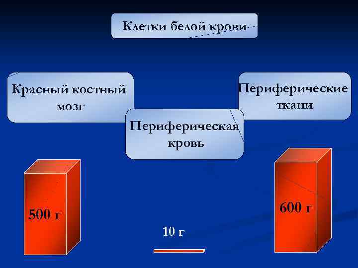Клетки белой крови Периферические ткани Красный костный мозг Периферическая кровь 600 г 500 г