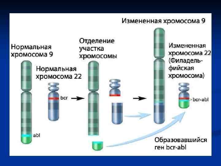 Хронический миелолейкоз Клетка-предшественник – миелобласт n Возраст начала заболевания - средний и пожилой n