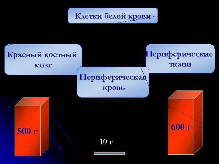 Клетки белой крови Периферические ткани Красный костный мозг Периферическая кровь 600 г 500 г