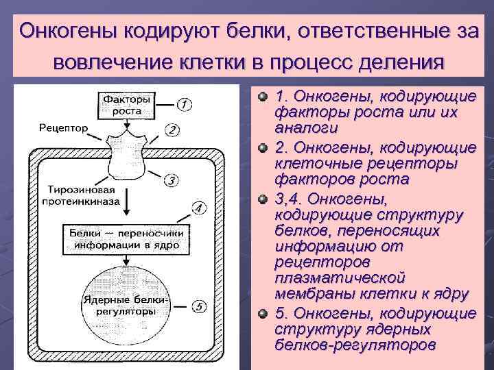 Онкогены кодируют белки, ответственные за вовлечение клетки в процесс деления 1. Онкогены, кодирующие факторы
